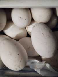 Ou de gâscă pentru incubator