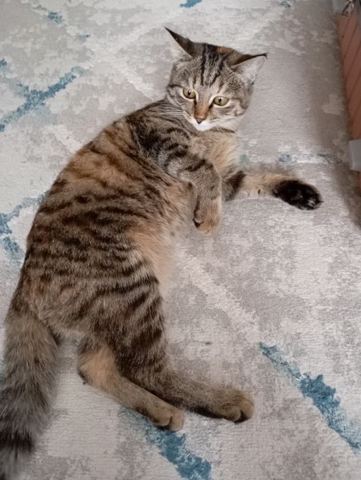 Отдам кошку 7 месяцев