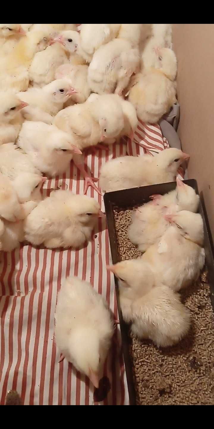 Продаю цыплят бройлеров