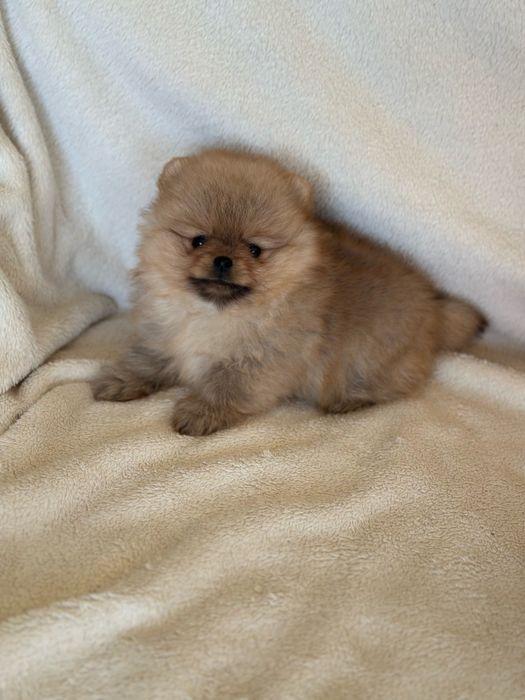 Чистокръвни Померанчета Момчета и Момиче