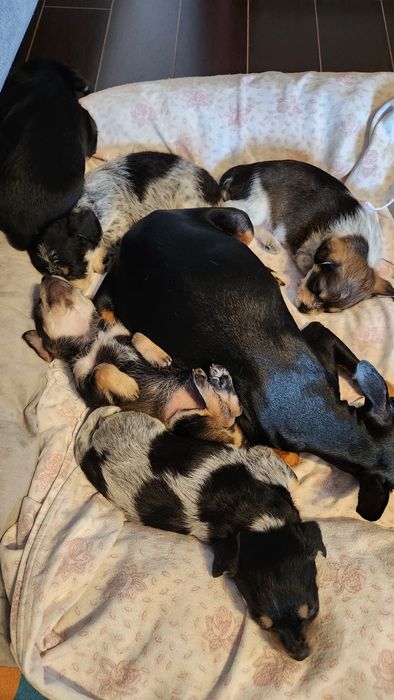 Donez pui cățel talie mica