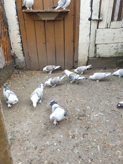 Porumbei santineti maturi și tineret