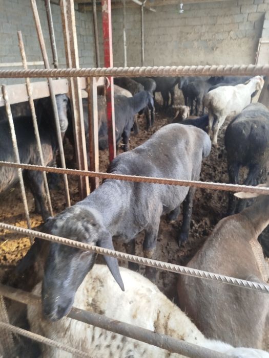 Кучкорлар 6 миллиондан келишамиз