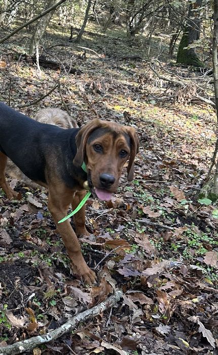 Продавам гонче на 6 месеца