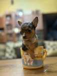 Chihuahua mini toy blue merle RAR