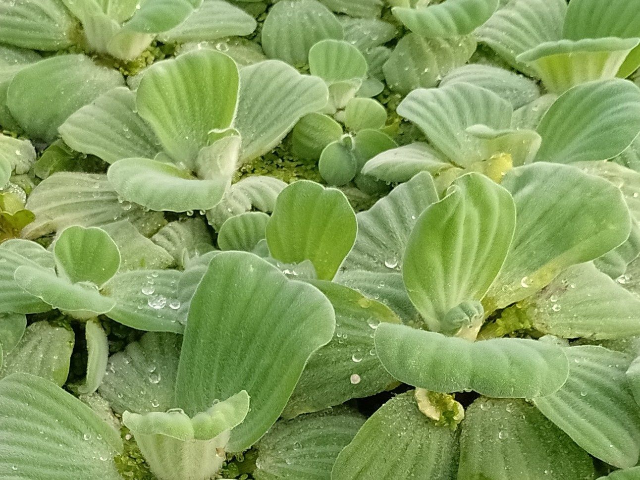 Pistia Salata de Nil , Zambile de apa amazoniene