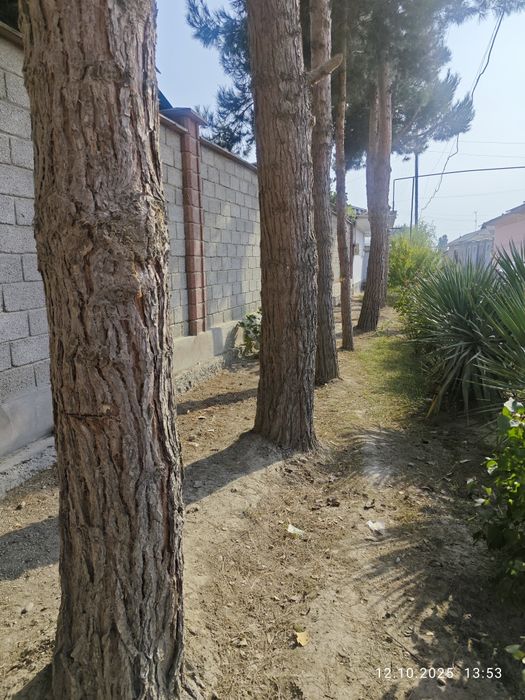 20-30 йиллик сосна дарахтлари