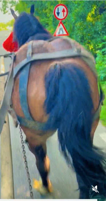 Vâd cal castrat de 4 ani garantat de tras