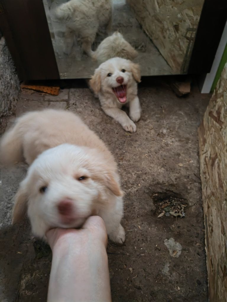 Cățeluși pufoși și jucăuși