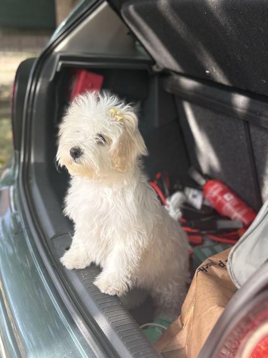 Bichon maltez mini