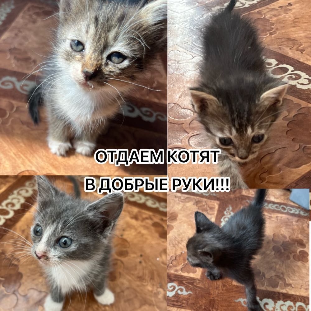 Месячные котята 4 шт