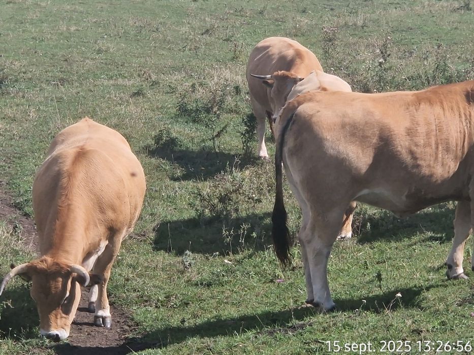 Vand 25 Juninci Gestante Aubrac