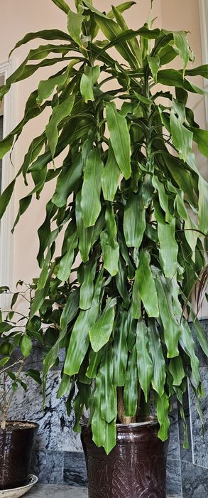 Драцена высше 2 метра