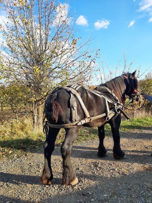 Cai de vanzare volovăţ