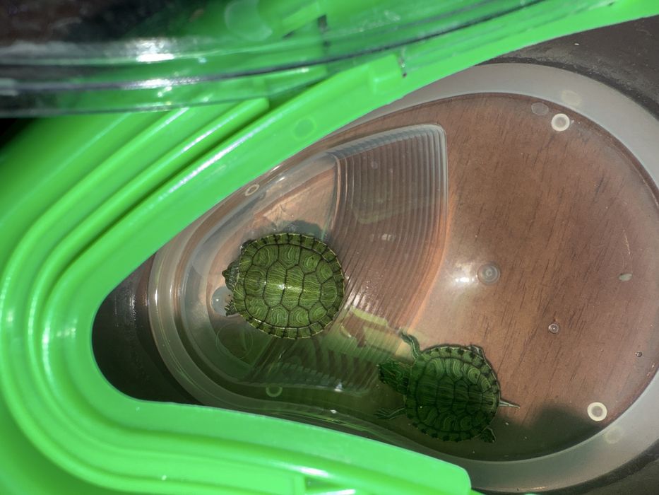 Продам черепах красноухих 3000