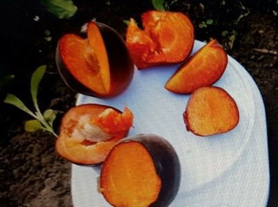 Pomi Fructiferi  deosebiti  soiuri rare