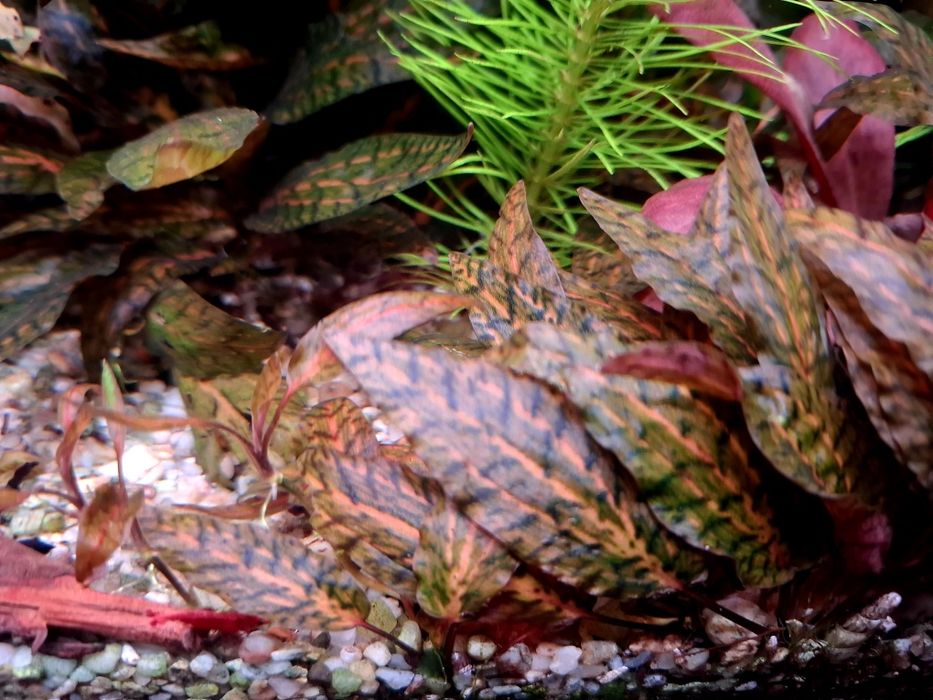 Cryptocoryne Nurii "Rosen Maiden"