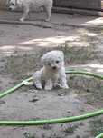 Bichon Frise cățel