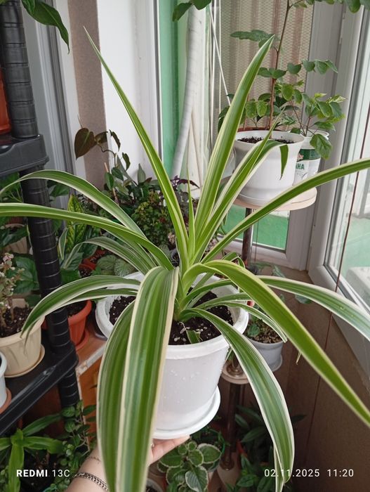 Продам комнатные растения