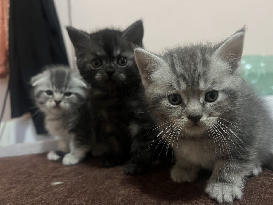 Zotdor mushukchalar sotiladi