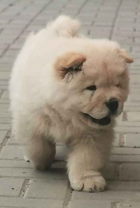 CHOW CHOW femela cream cu pedigree