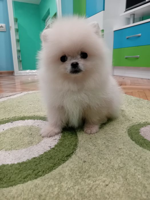 Померан мини - мъжко