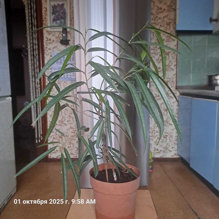 Продается Фикус Али