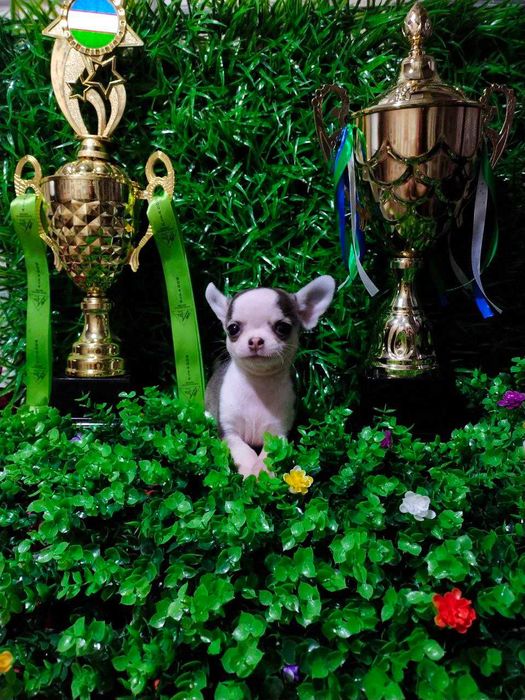 Чихуахуа   щенок