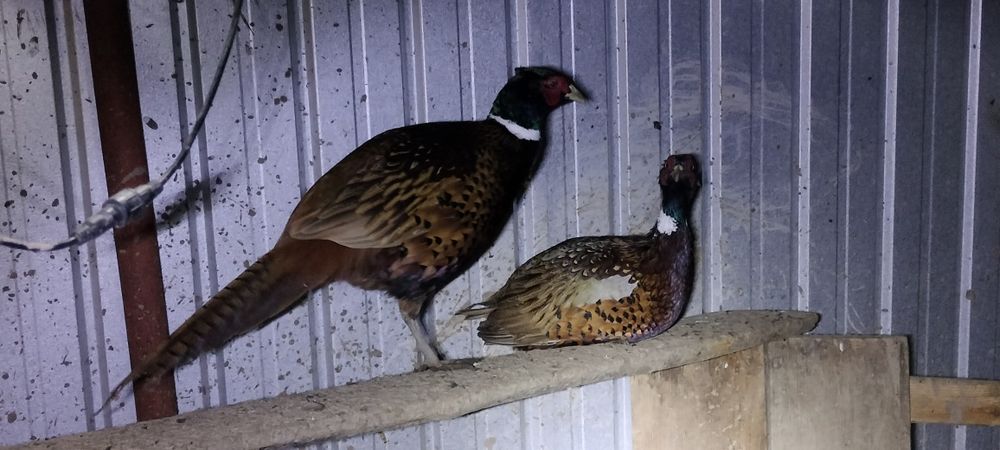 Fazan comun preț negociabil