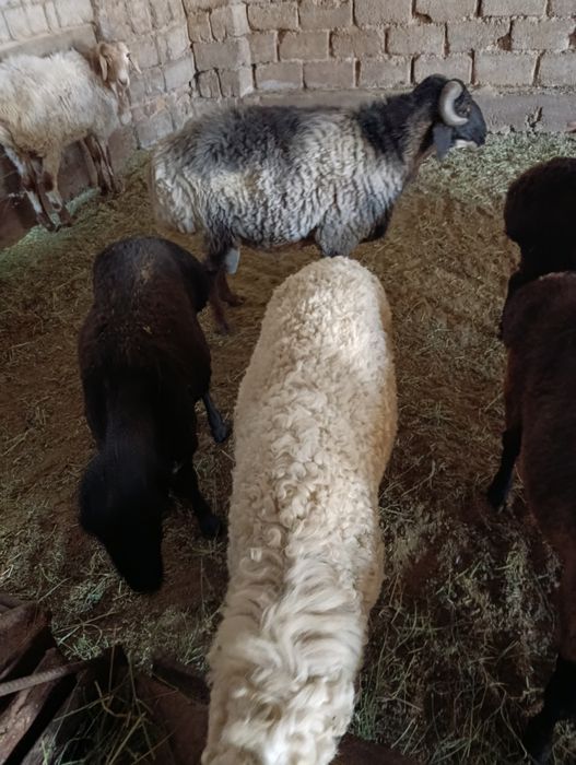 Qoylar qoy sotamiz 84 000 mingdan jivoy vesga