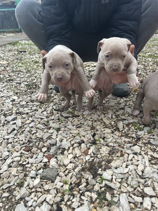 Американски питбули