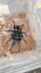 Tarantule de vânzare