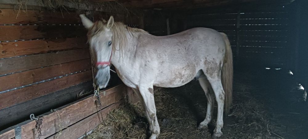 Vând cal în vârstă de 8 ani