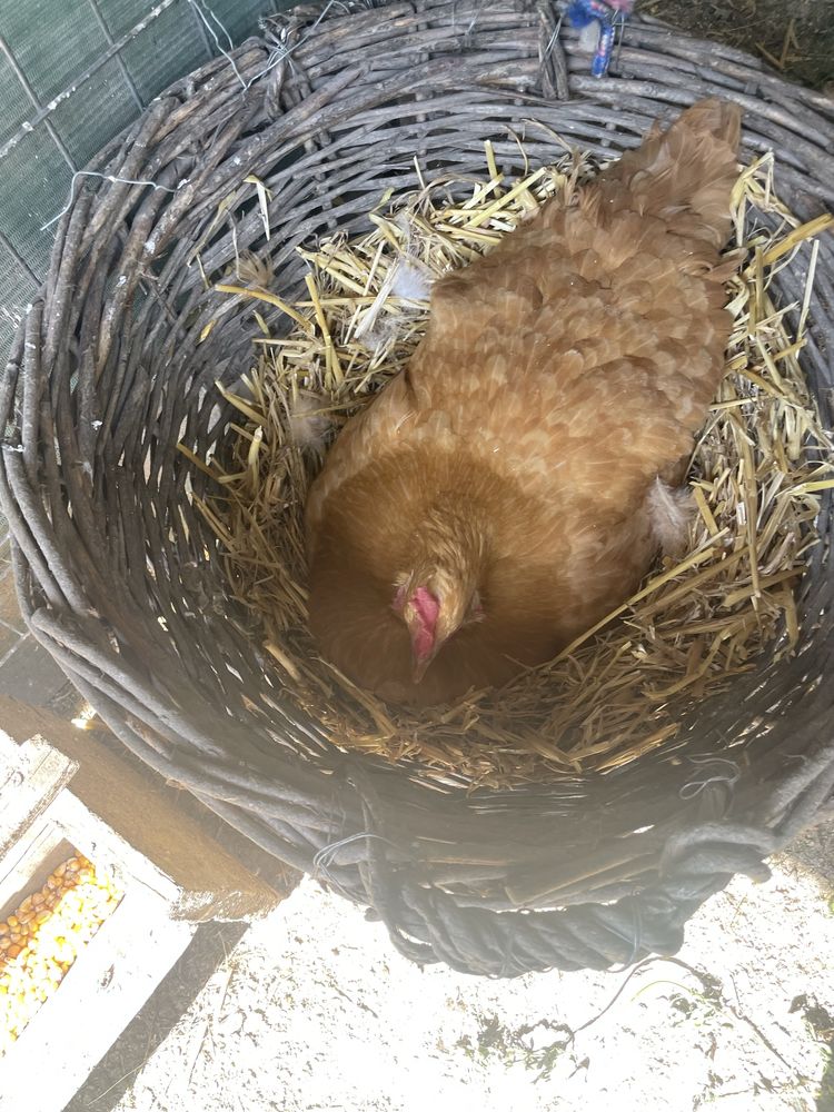 Vand closca cu pui ,rata muta cu boboci si pui Austrlorp.