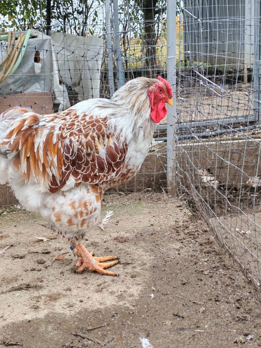 Cocos wyandotte Splash