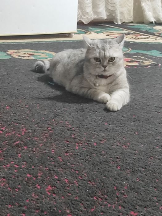 Кошка  Беременная Чистая порода шотландская вислоухая кошка она бере