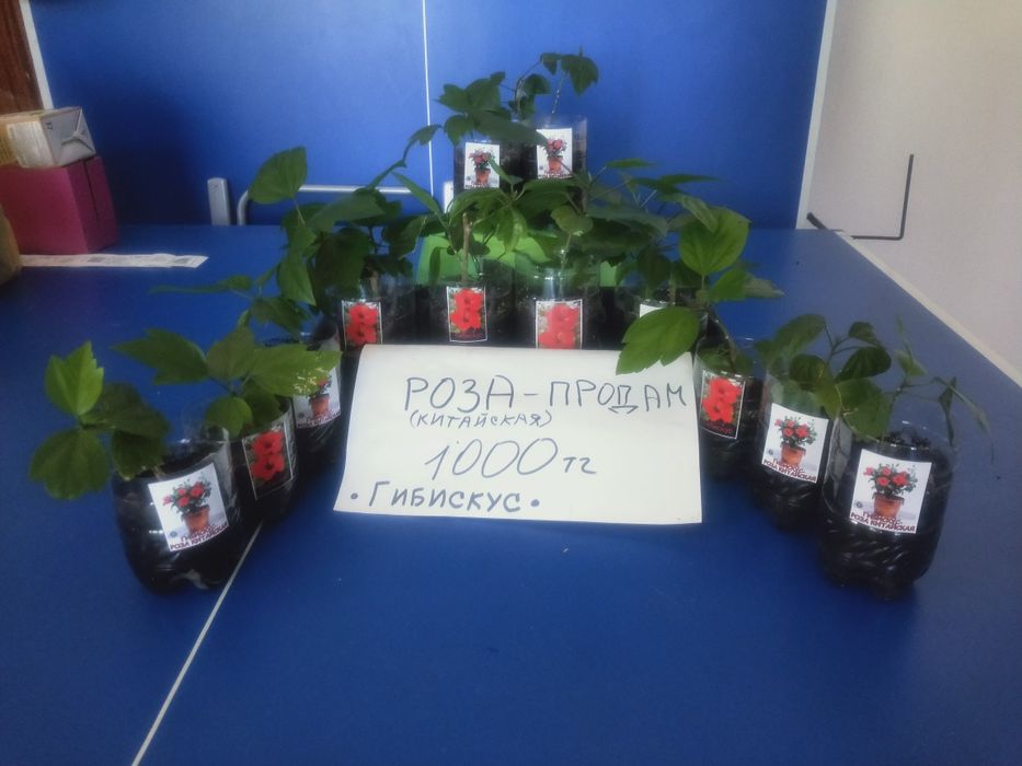 продам РОЗУ для декора за 1000тг