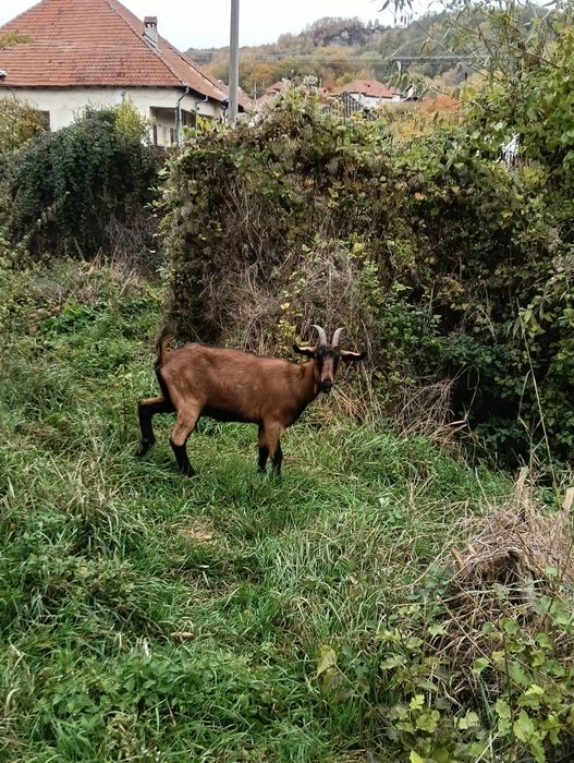 De vânzare iada alpin francez