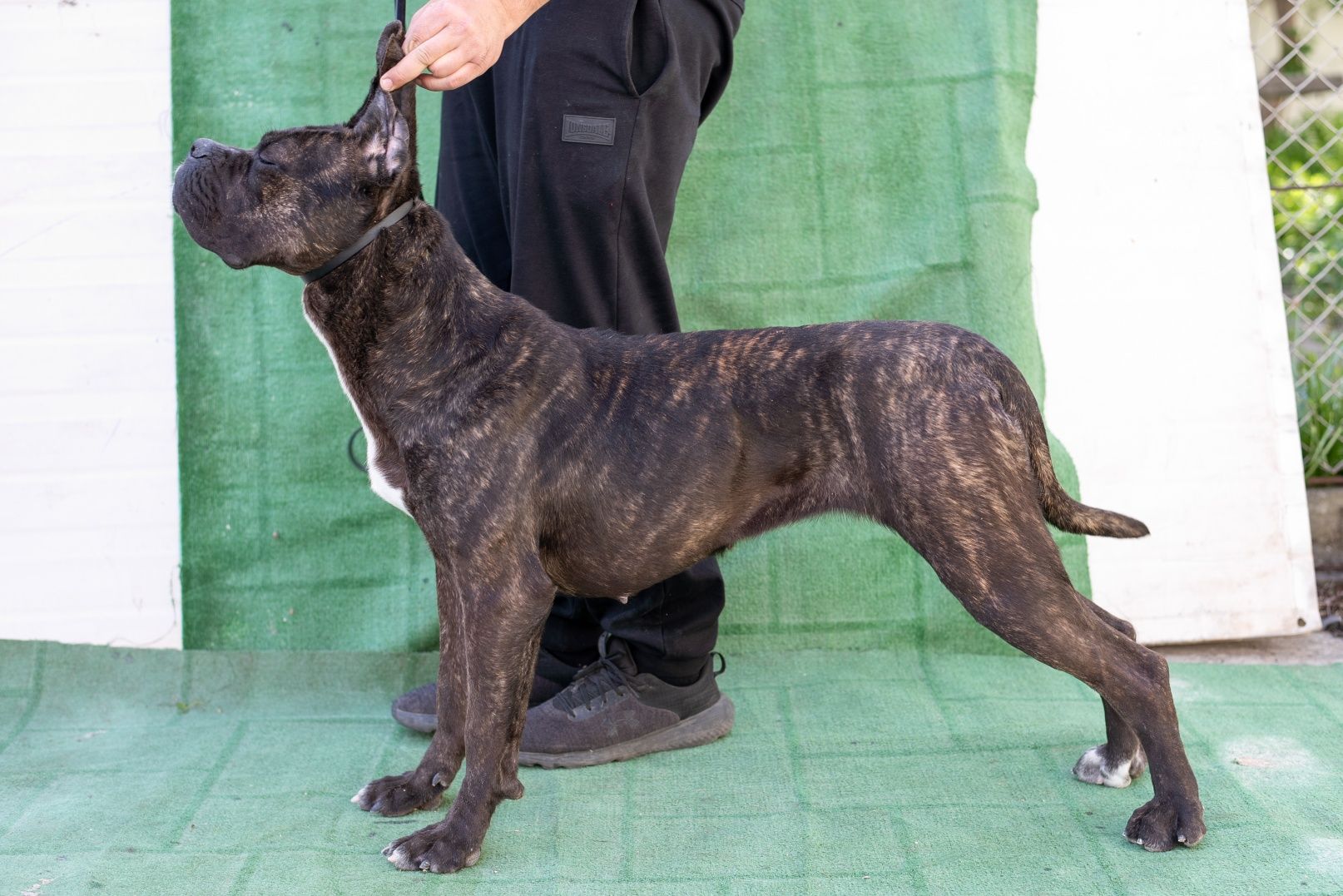 Femela Cane Corso brindle doar pt cunoscători