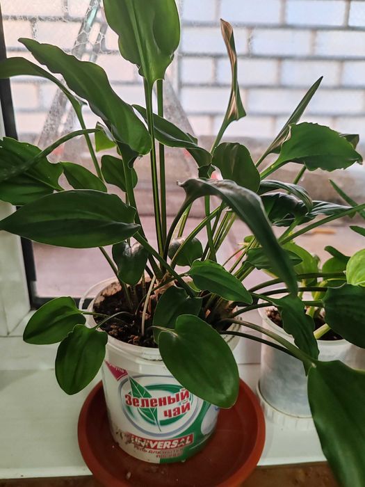 Цветы домашние, растения