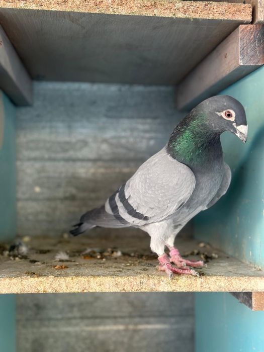 Porumbei voiajori matca si tineret