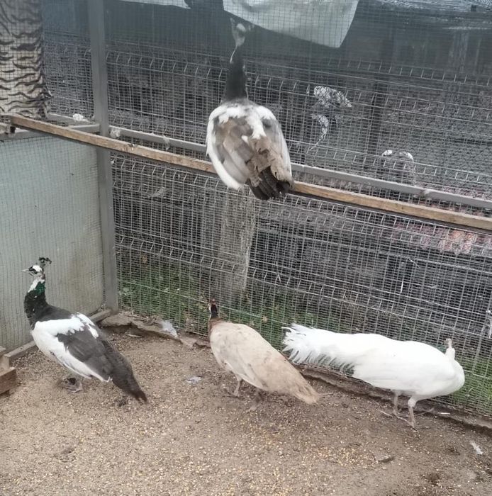 Тригодишни пауни