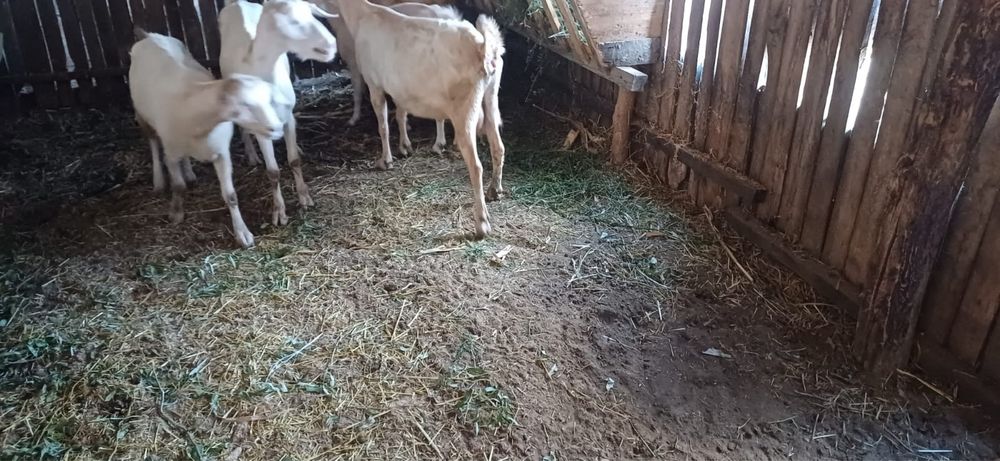 Vand 21 capre pret negociabil