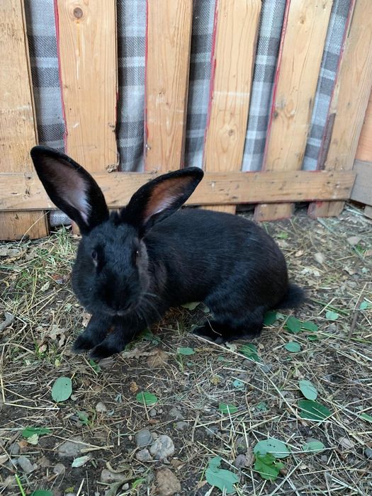 Iepuri Hycol francez