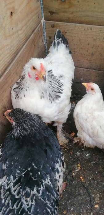 Gainuse și cocosei Brahma