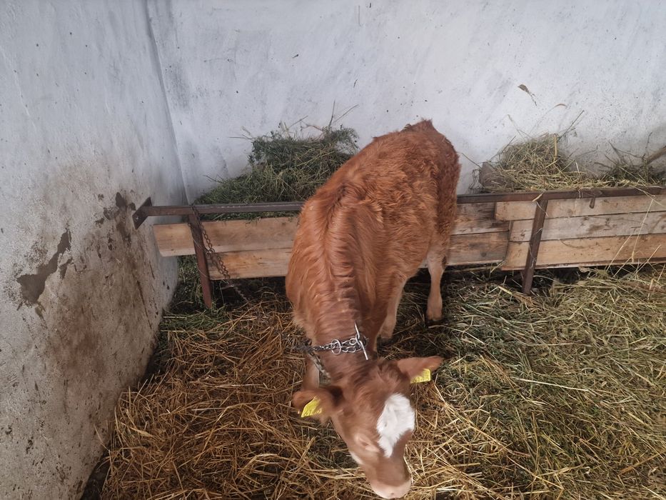 Vitea metis limusine