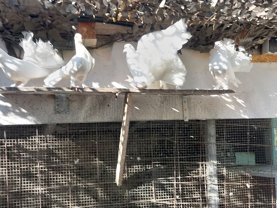 De vânzare, Porumbei  Voltati Indieni 50 roni  buc