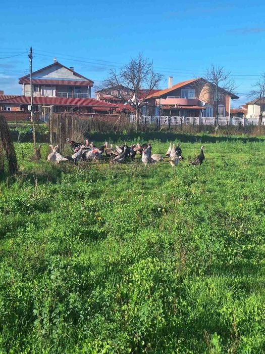 Домашни селски пуйки