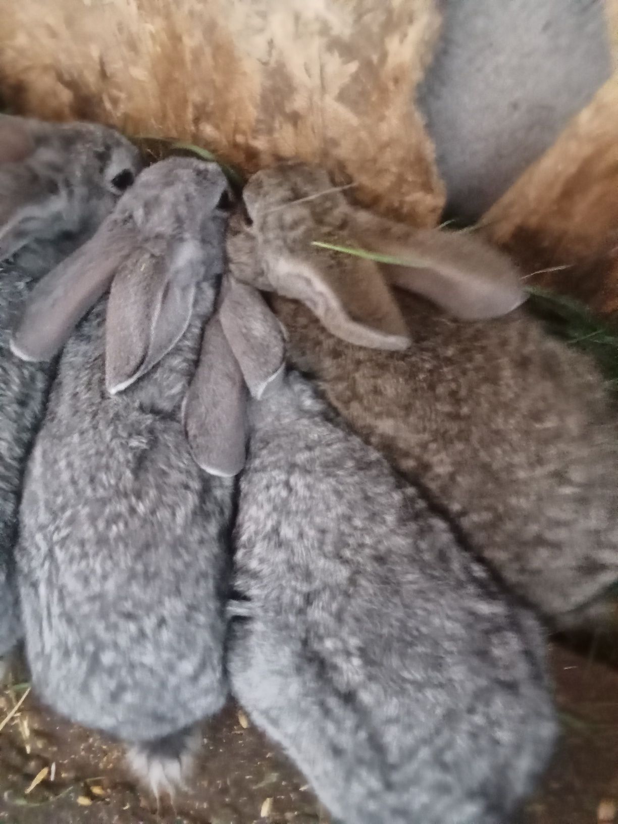 Продам крольчат возраст два с половины месяца
