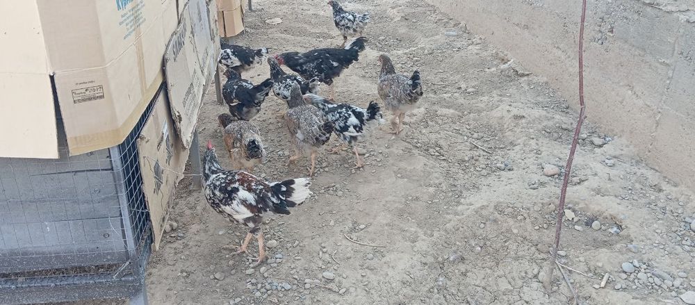 Продам кур Австролоп, Амераукана